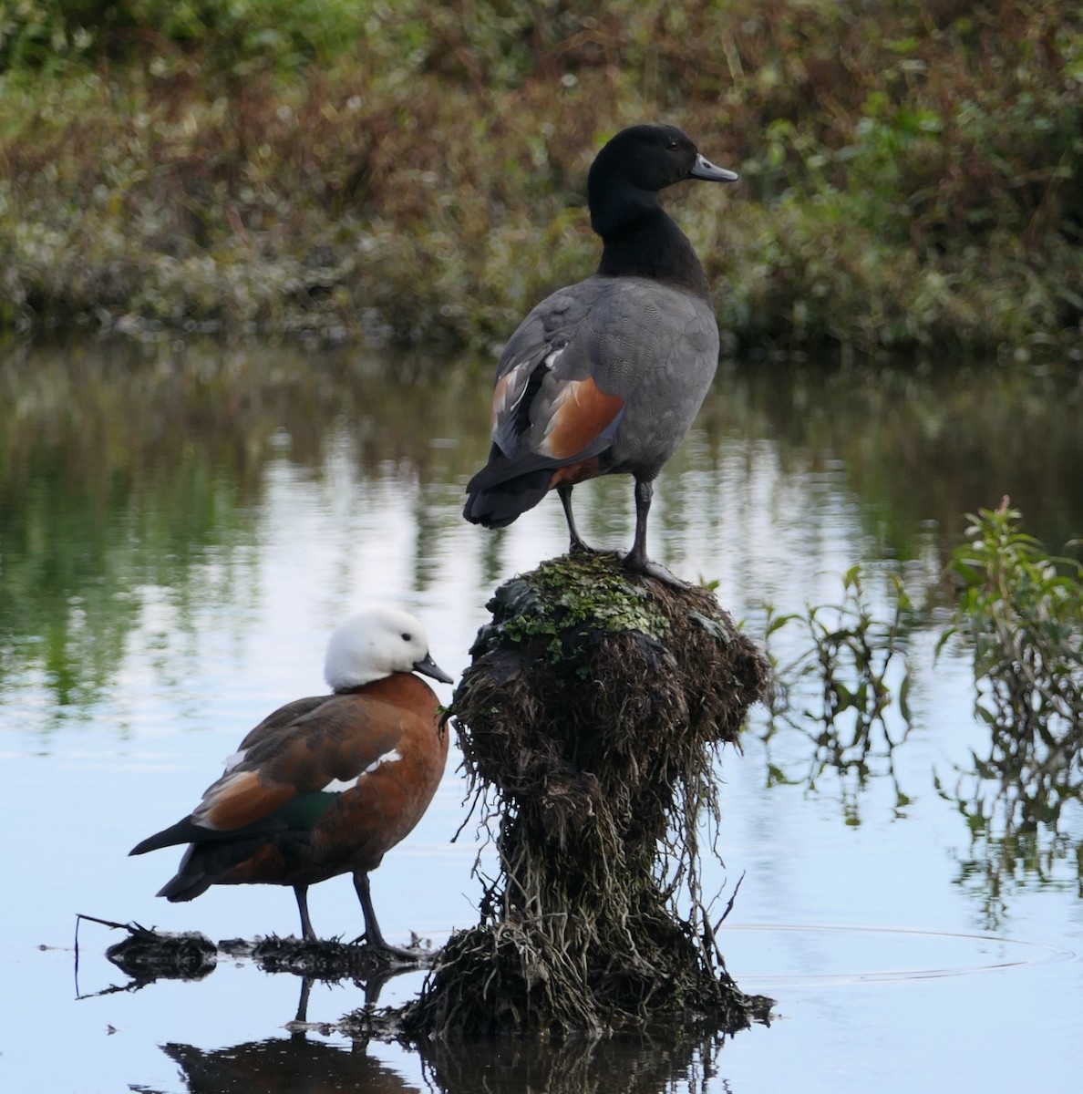 Paradise Shelduck - ML621366552