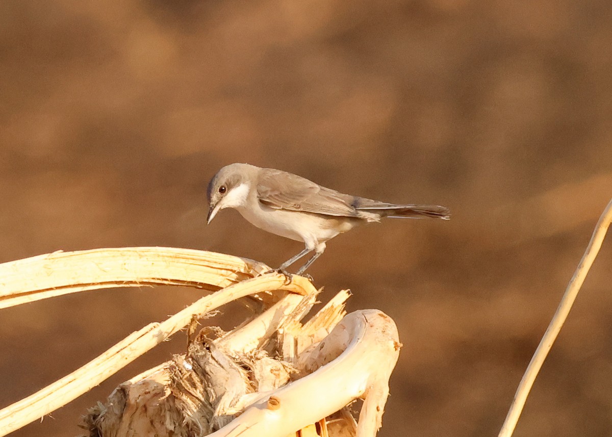 Eastern Orphean Warbler - ML621366562