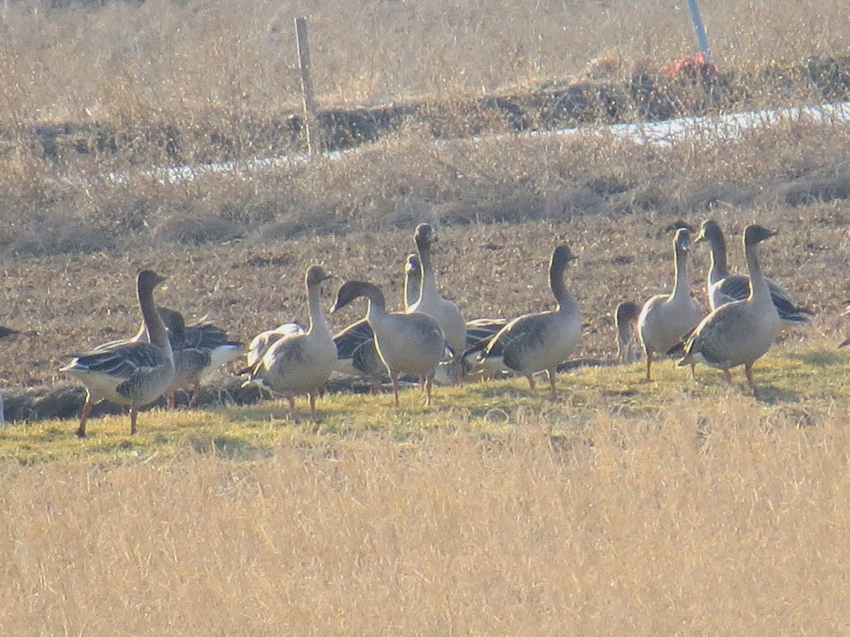 Taiga Bean-Goose - ML621366586