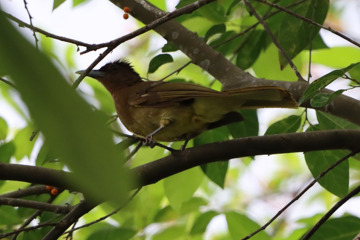 Camiguin Bulbul - ML621366615