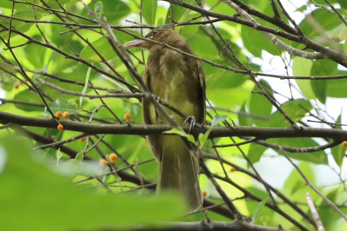 Camiguin Bulbul - ML621366616