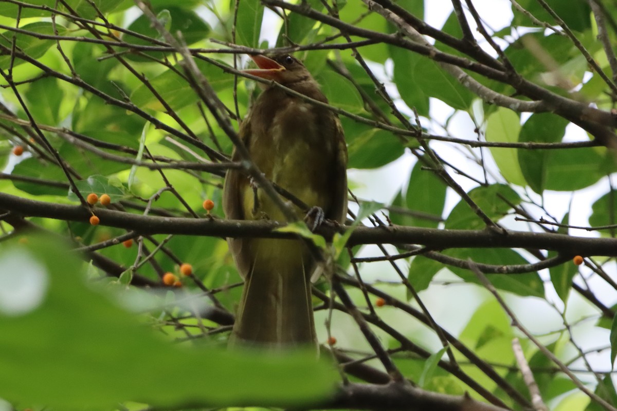 Camiguin Bulbul - David Morrison