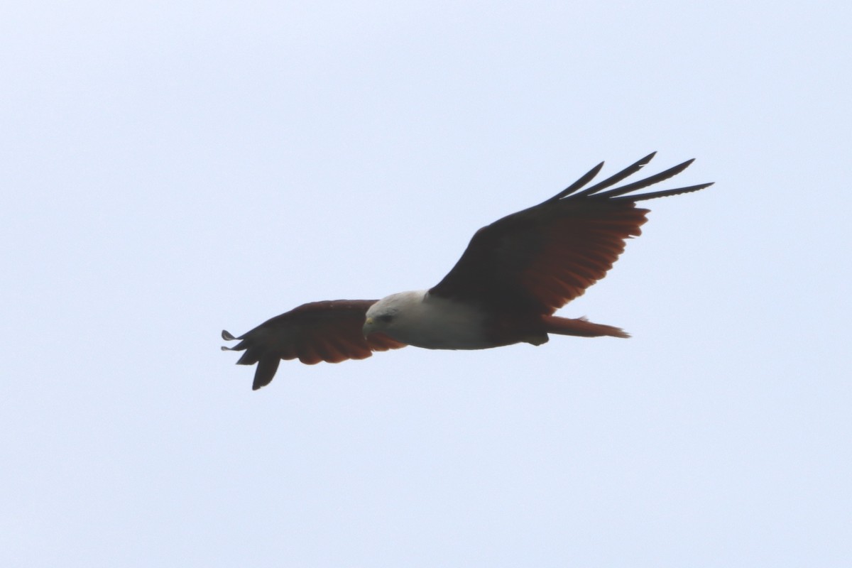 Brahminy Kite - ML621366622