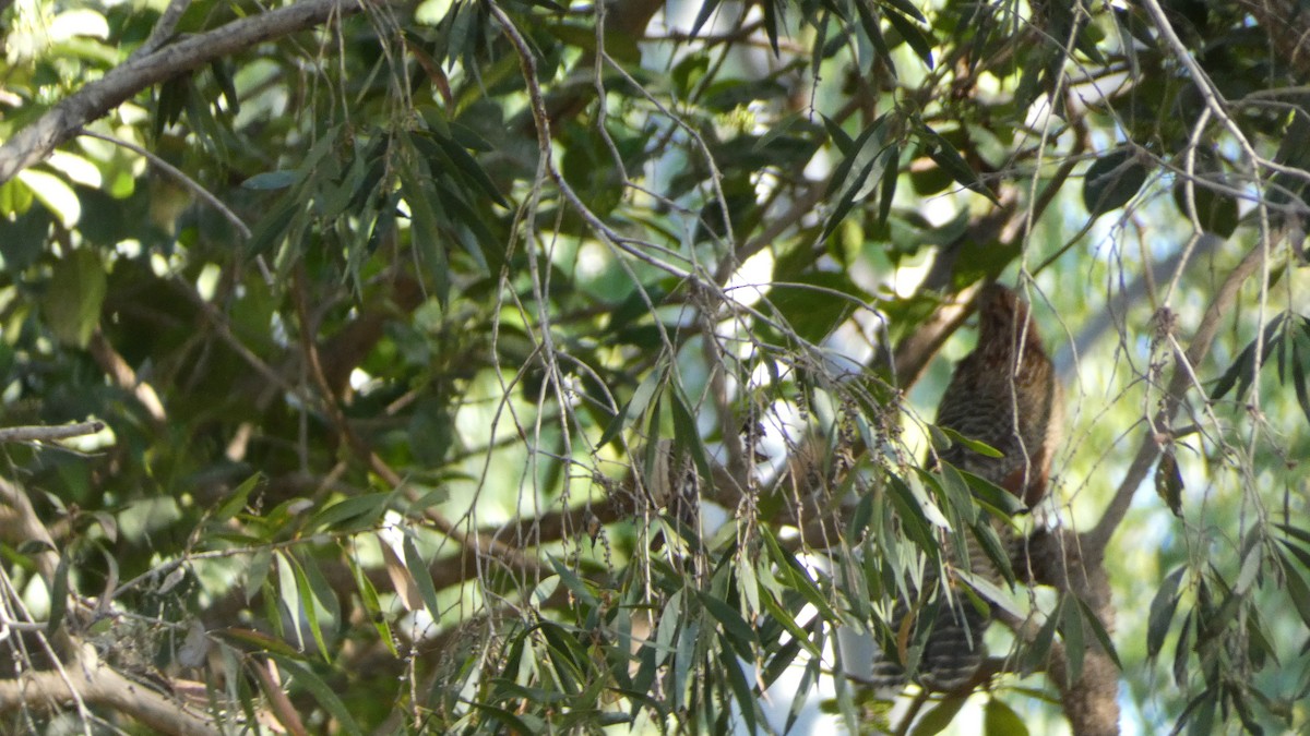 Pheasant Coucal (Pheasant) - ML621366649