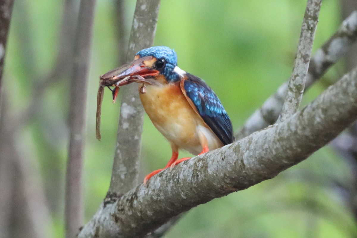 Dimorphic Dwarf-Kingfisher - ML621366672