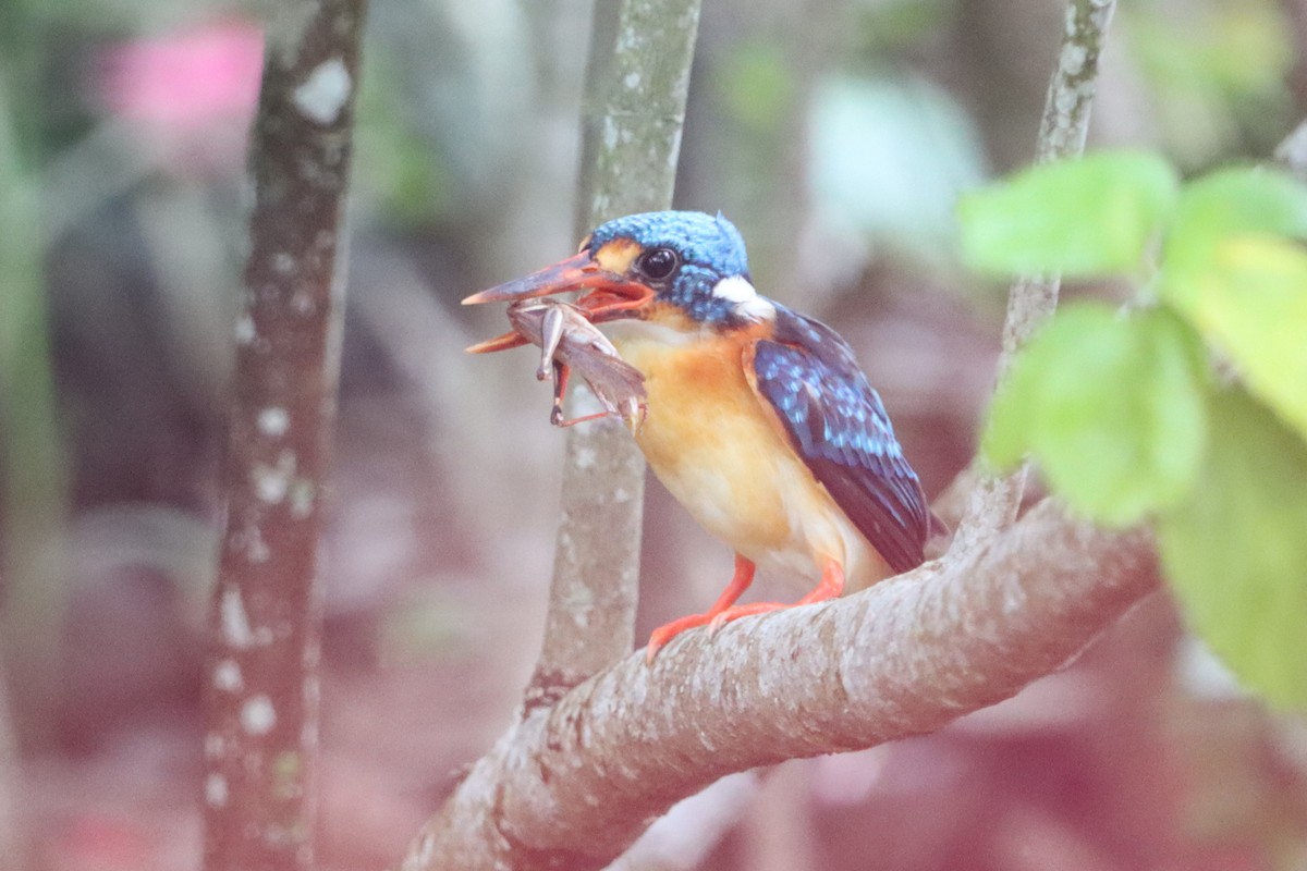 Dimorphic Dwarf-Kingfisher - ML621366673