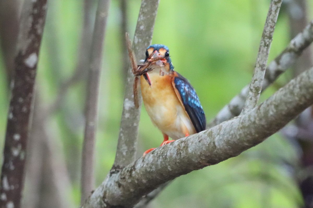 Dimorphic Dwarf-Kingfisher - ML621366674