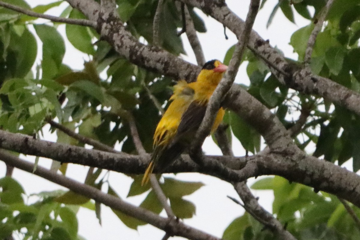 Black-naped Oriole - David Morrison