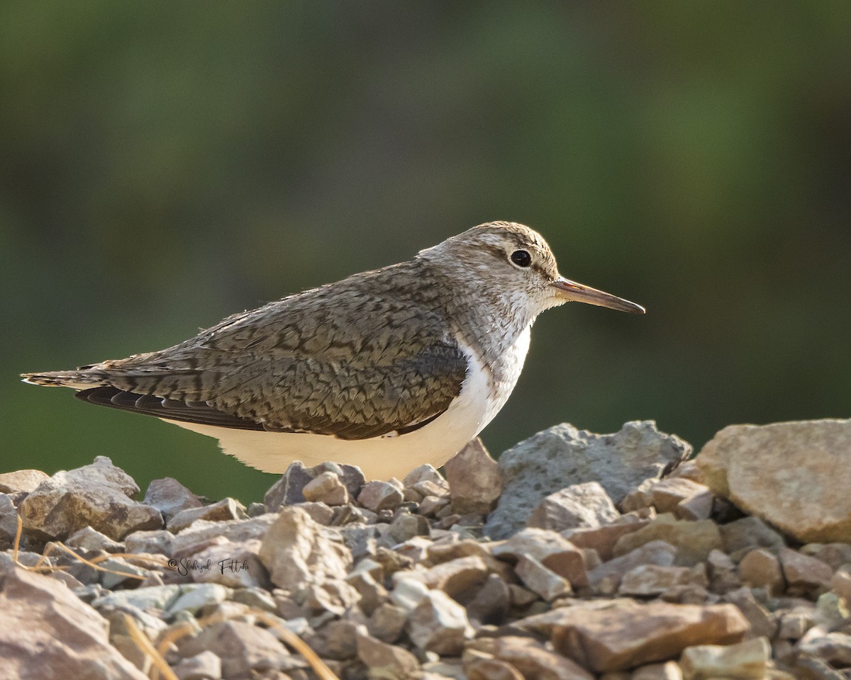 Common Sandpiper - ML621366681