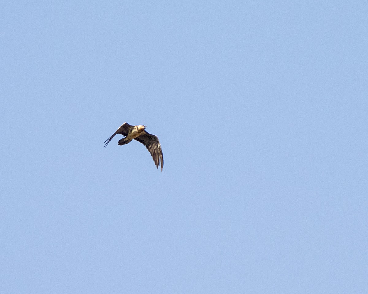 Bearded Vulture - Shahrzad Fattahi