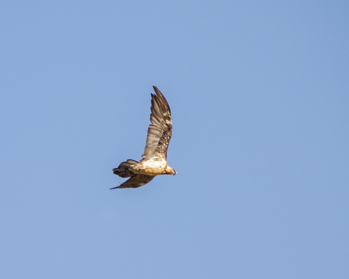 Bearded Vulture - ML621366683