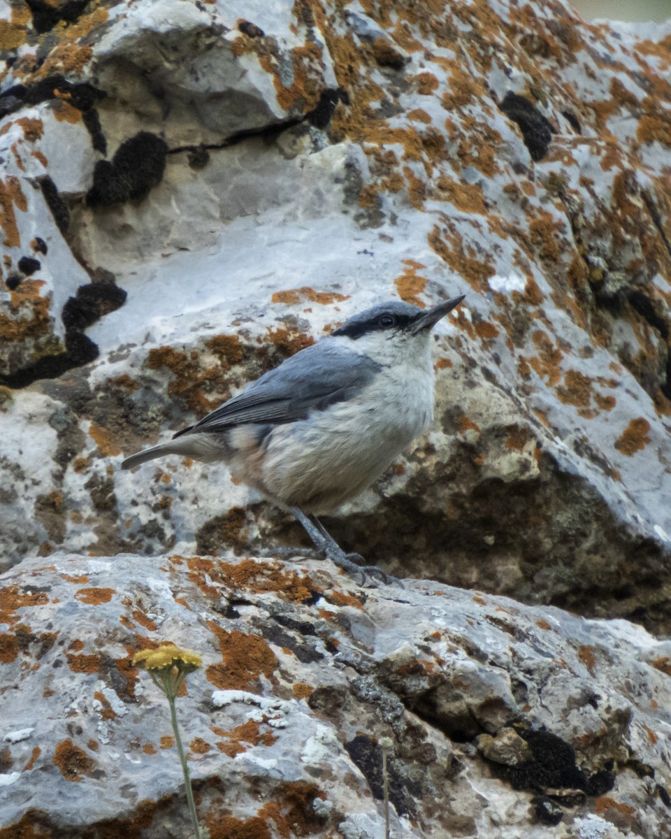 Western Rock Nuthatch - ML621366696