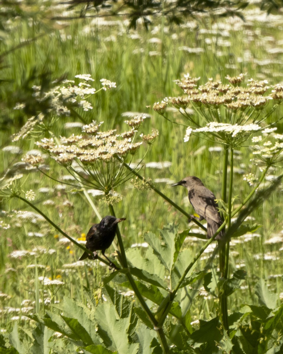 European Starling - ML621366697