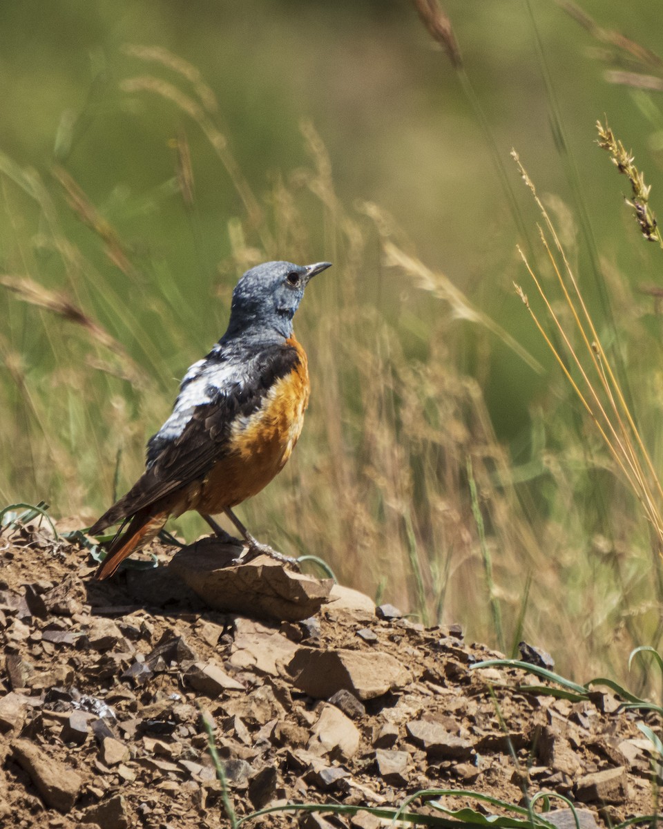 Rufous-tailed Rock-Thrush - ML621366701