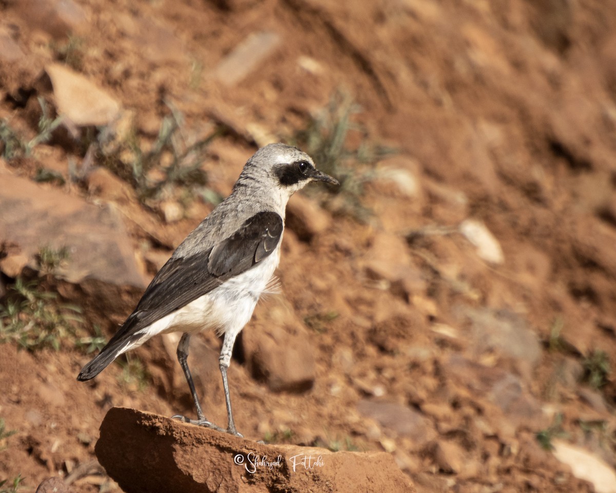 Northern Wheatear - ML621366705