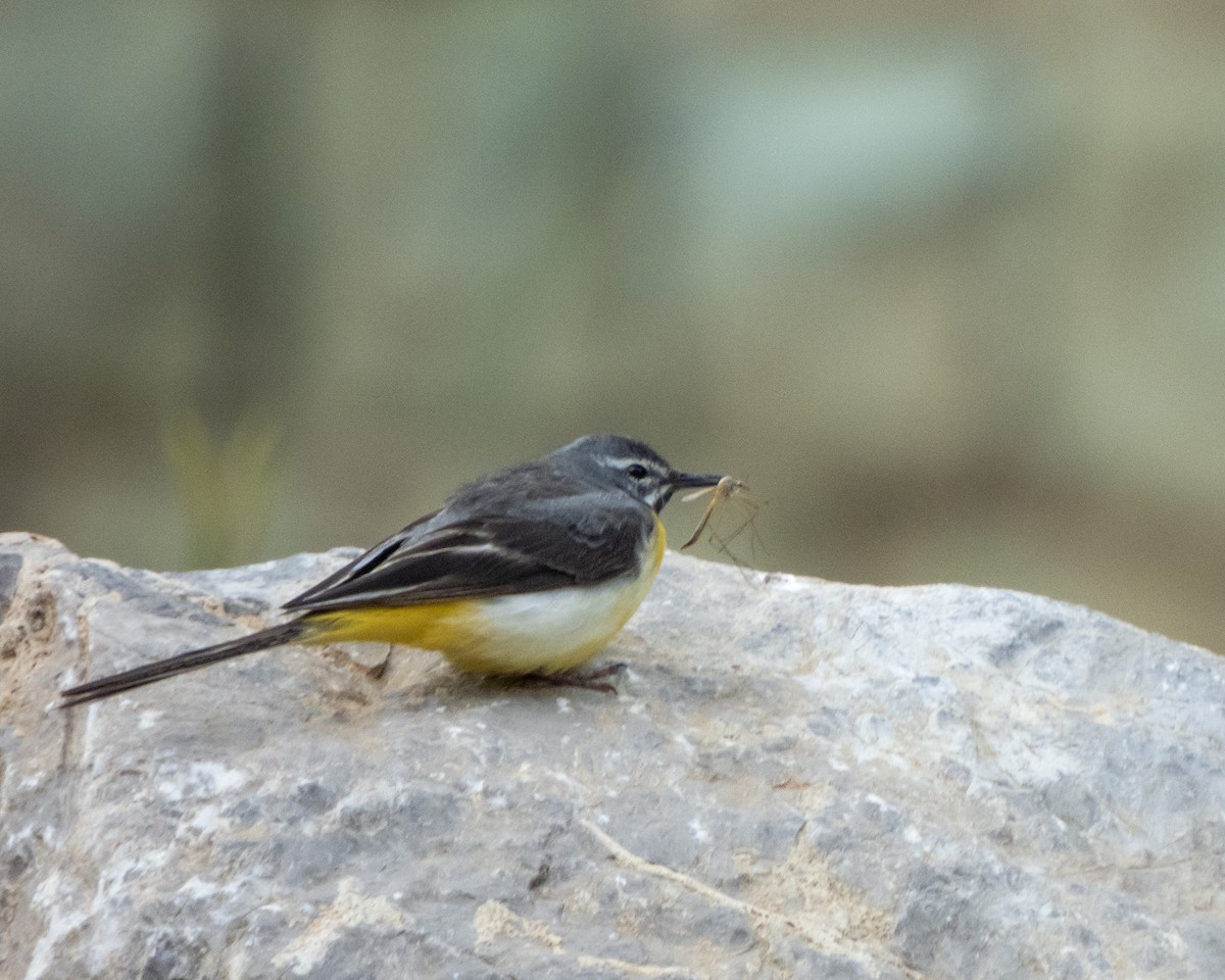 Gray Wagtail - ML621366710