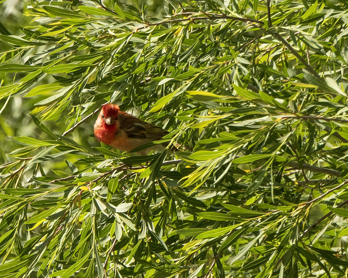 Common Rosefinch - ML621366716