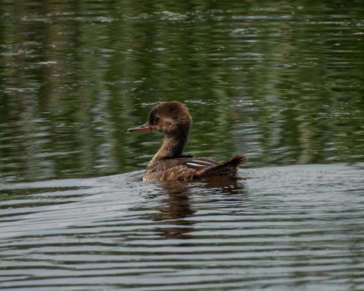 Hooded Merganser - ML621366719