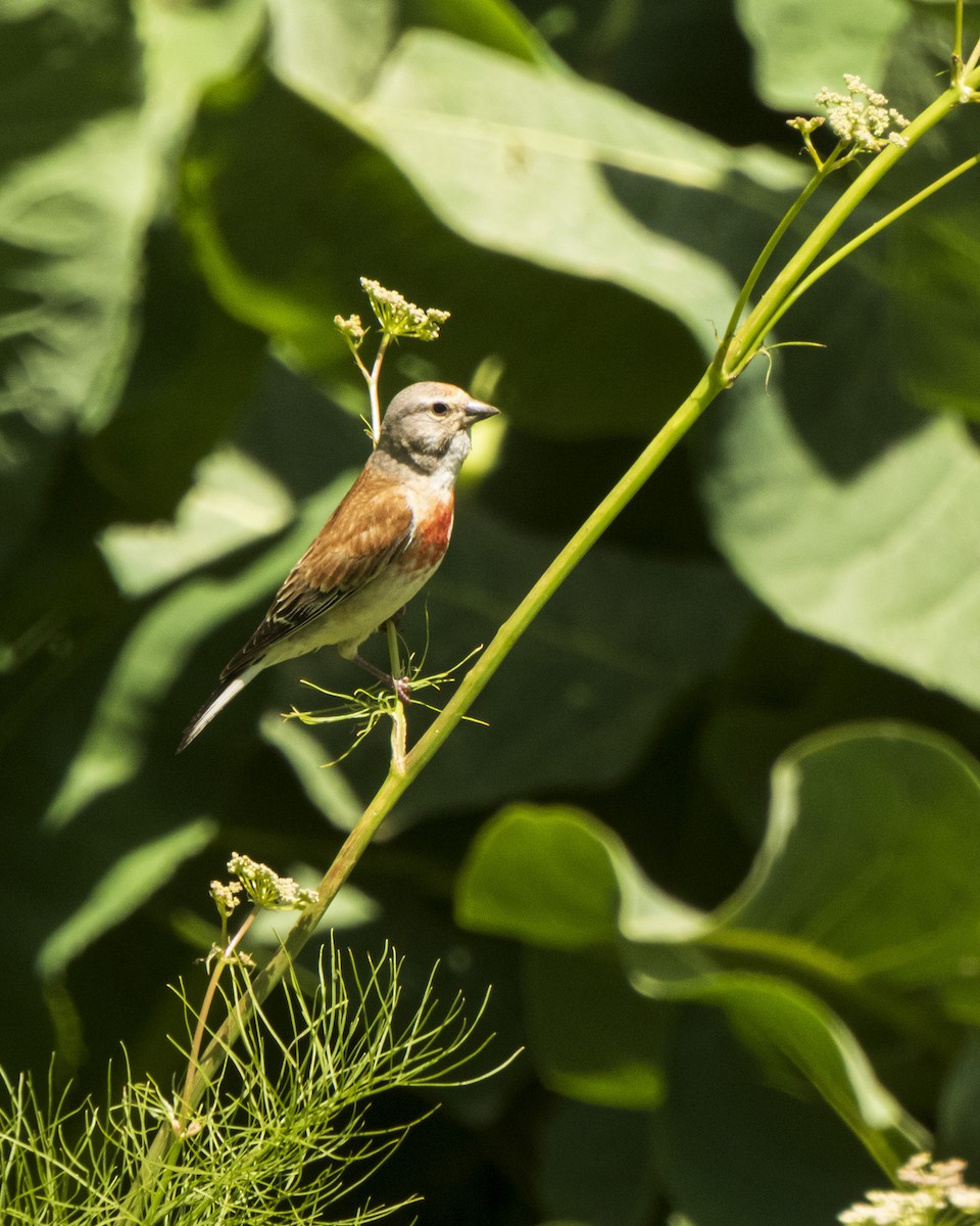 Eurasian Linnet - ML621366722