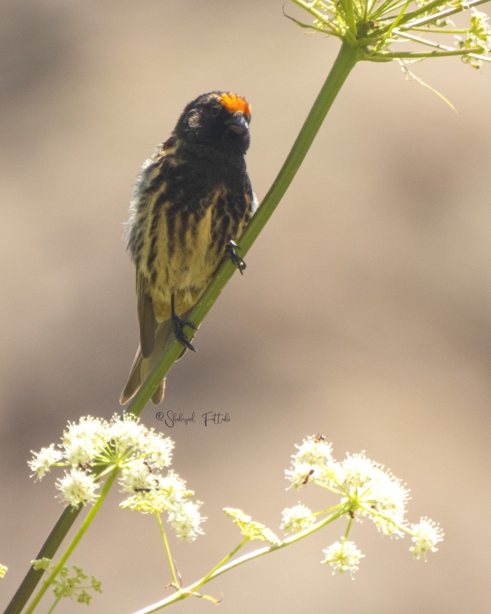 Fire-fronted Serin - ML621366724