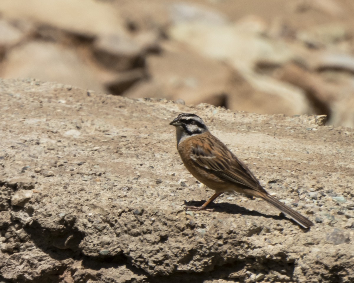 Rock Bunting - ML621366730