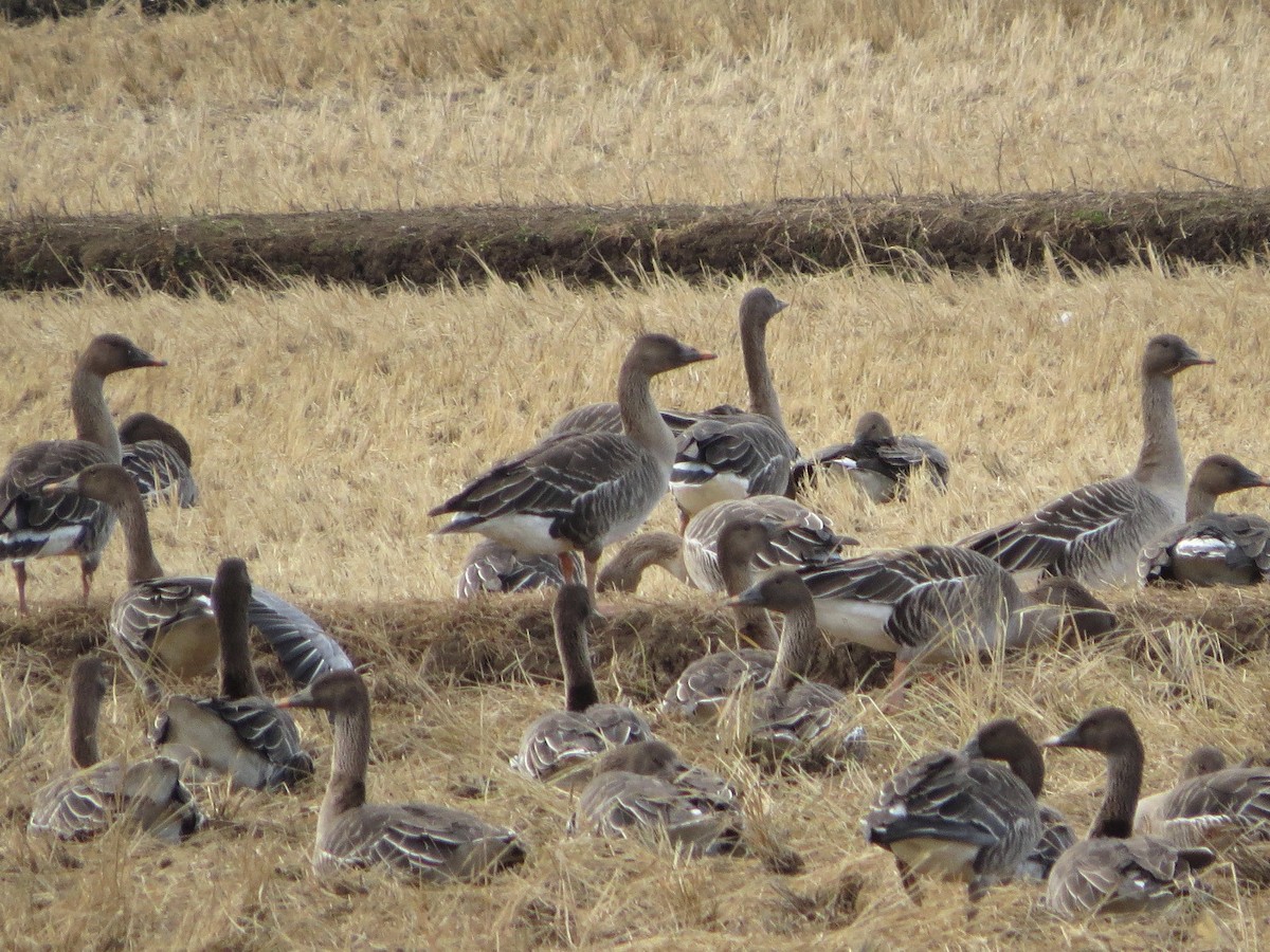 Taiga Bean-Goose - ML621366758