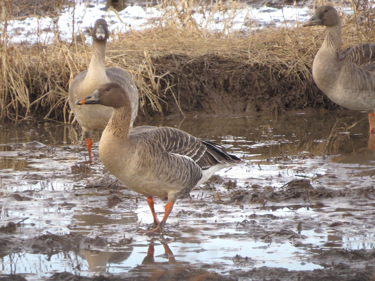 Taiga Bean-Goose - ML621366762