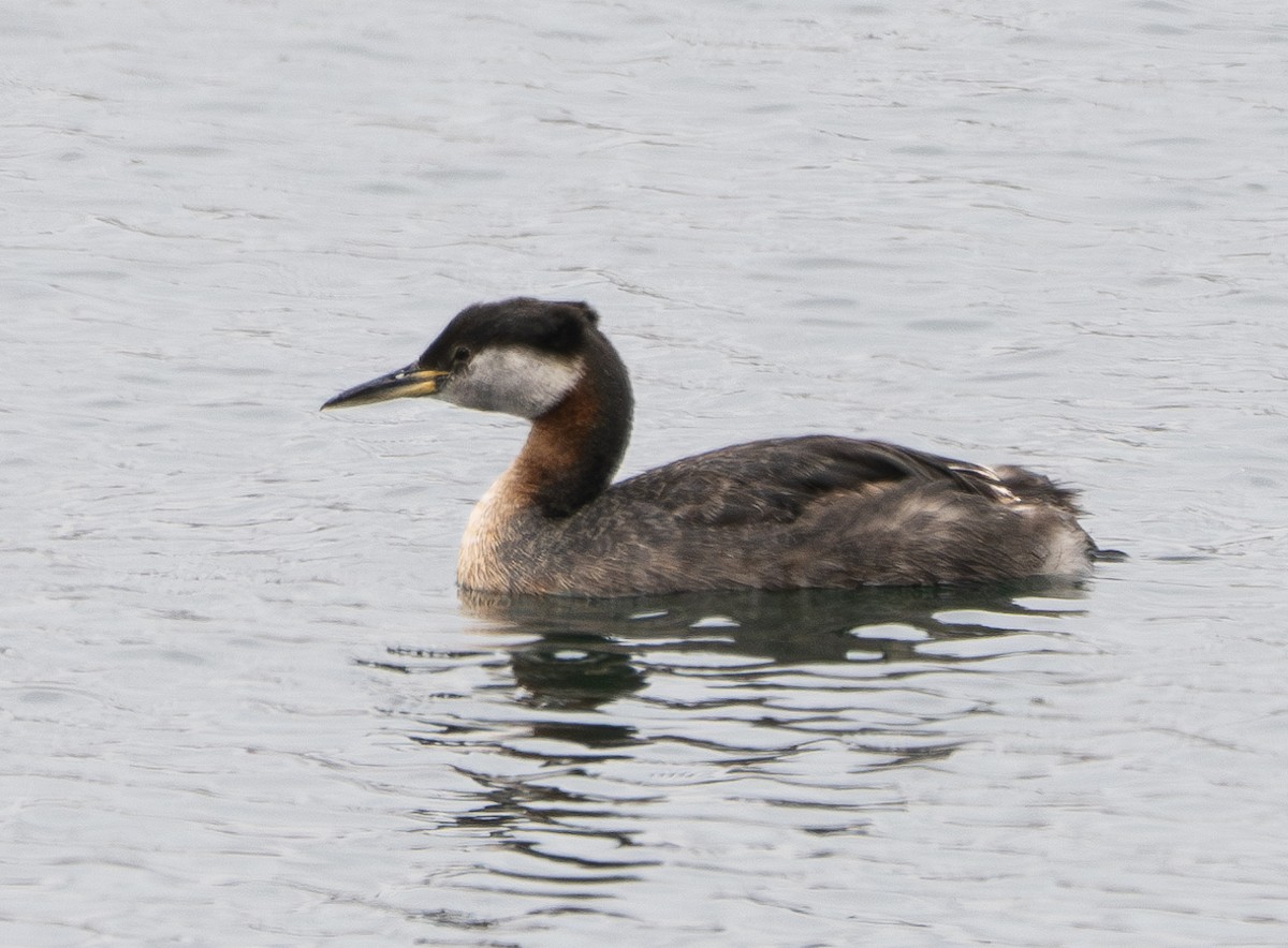 Red-necked Grebe - ML621366843