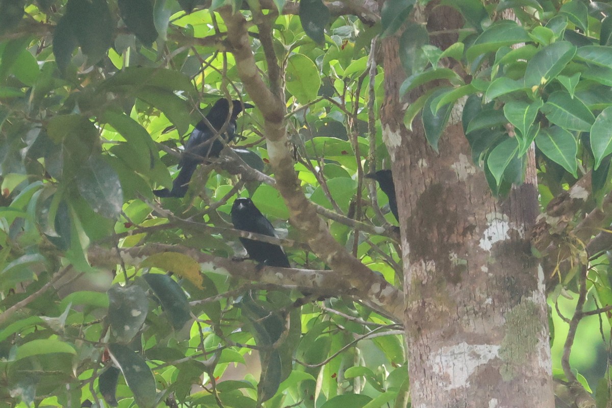 Hair-crested Drongo (Mentawai) - ML621366849