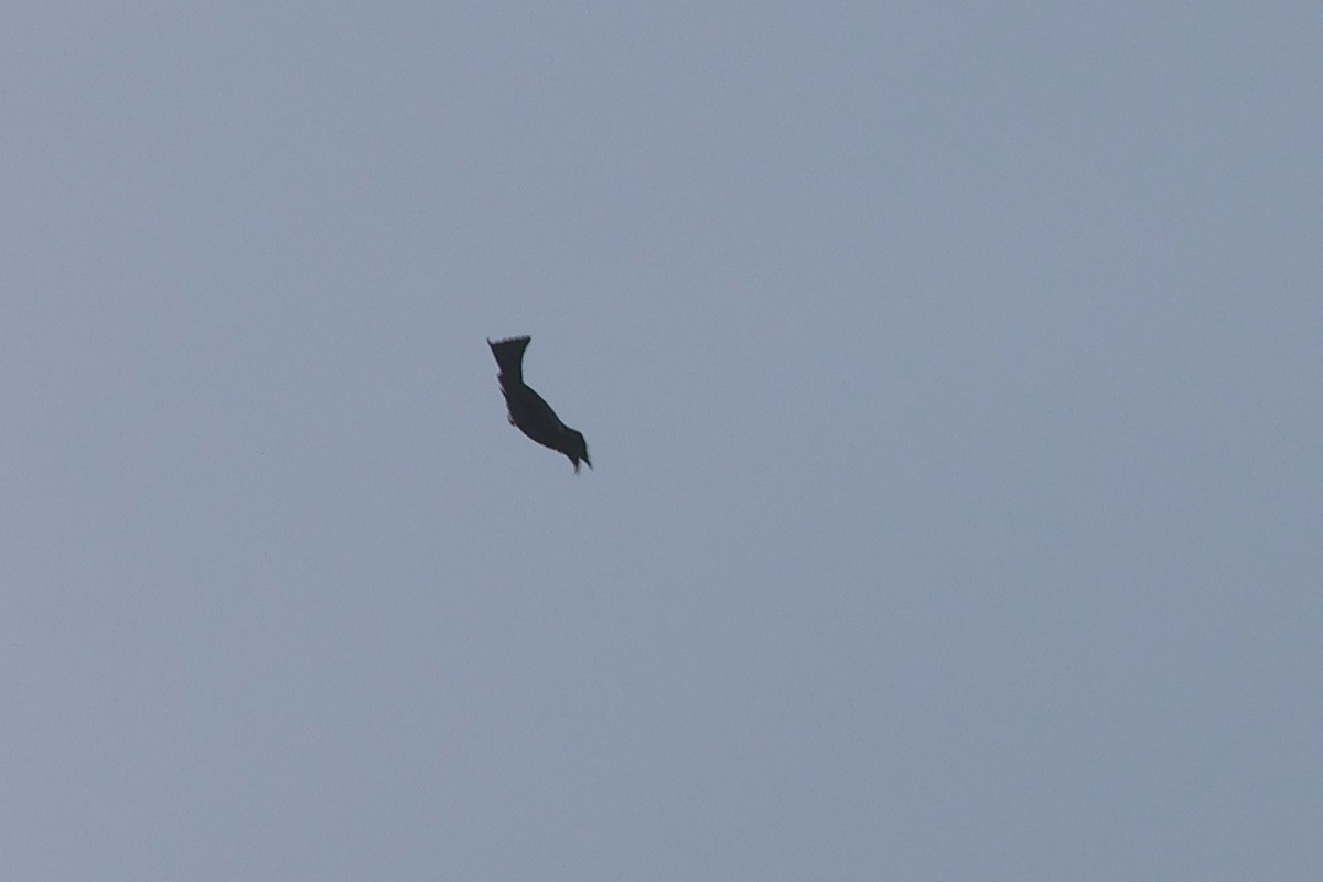 Hair-crested Drongo (Mentawai) - ML621366850