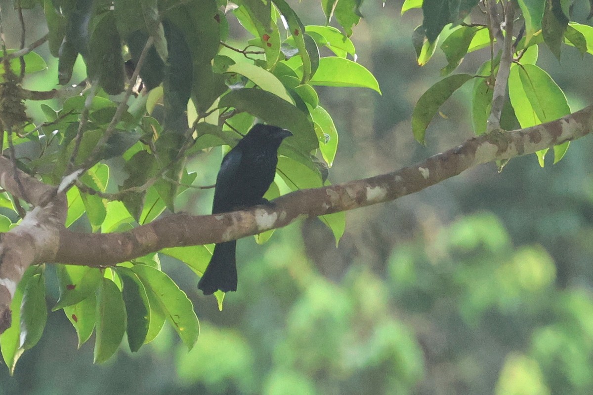Hair-crested Drongo (Mentawai) - ML621366851