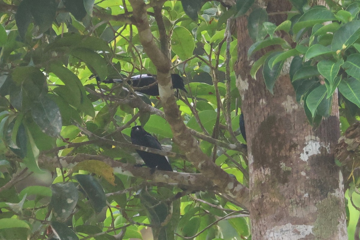 Hair-crested Drongo (Mentawai) - ML621366852