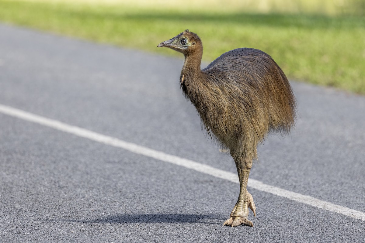 Southern Cassowary - ML621366885