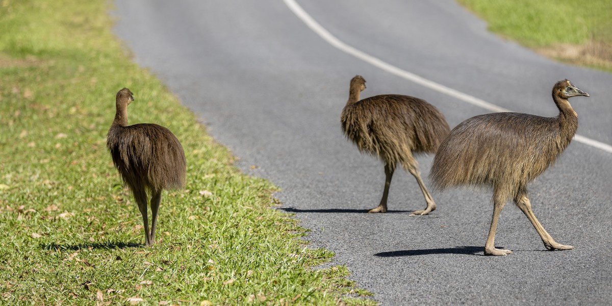 Southern Cassowary - ML621366886
