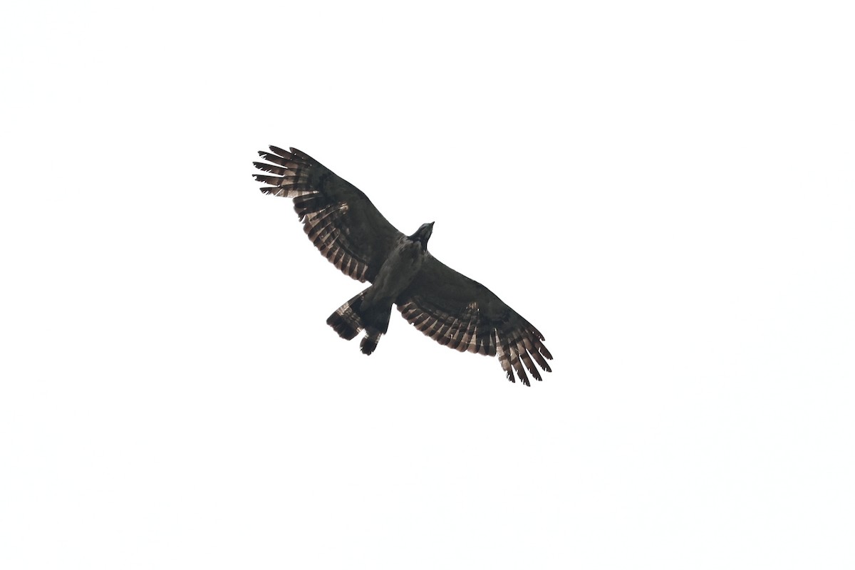 Oriental Honey-buzzard - ML621366926