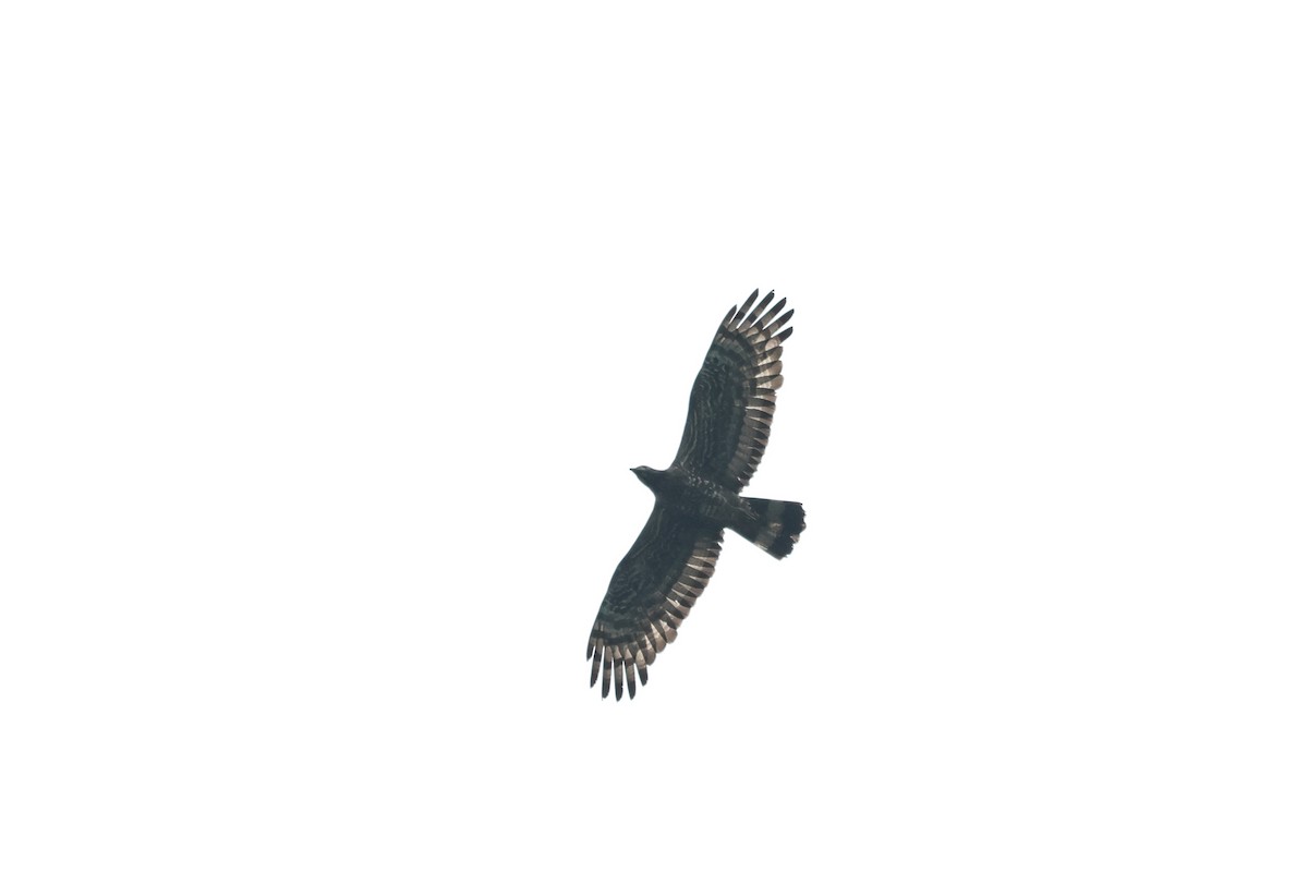 Oriental Honey-buzzard - ML621366927