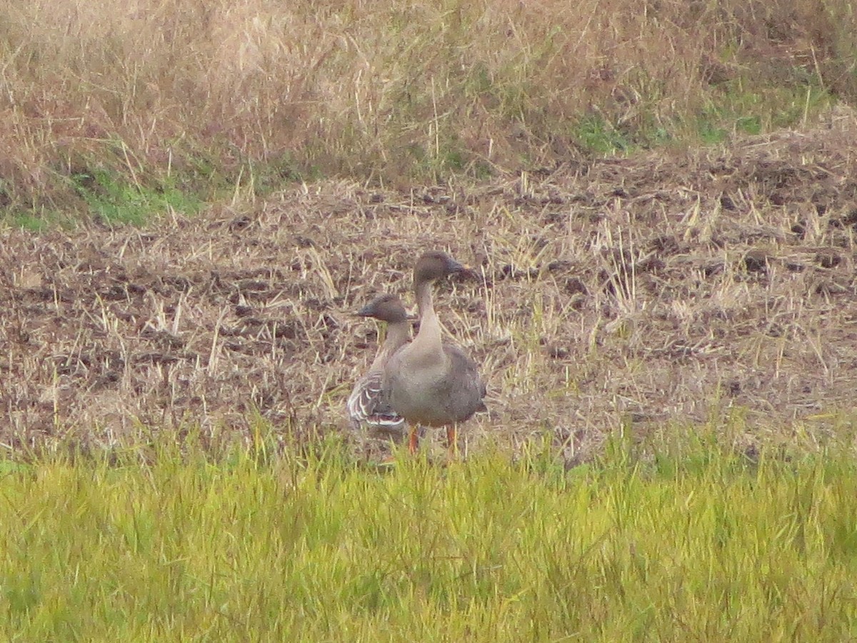 Taiga Bean-Goose - ML621367065