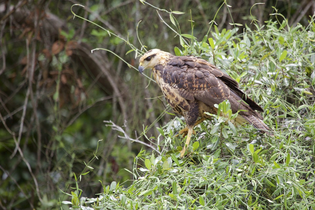 Savanna Hawk - ML621367131