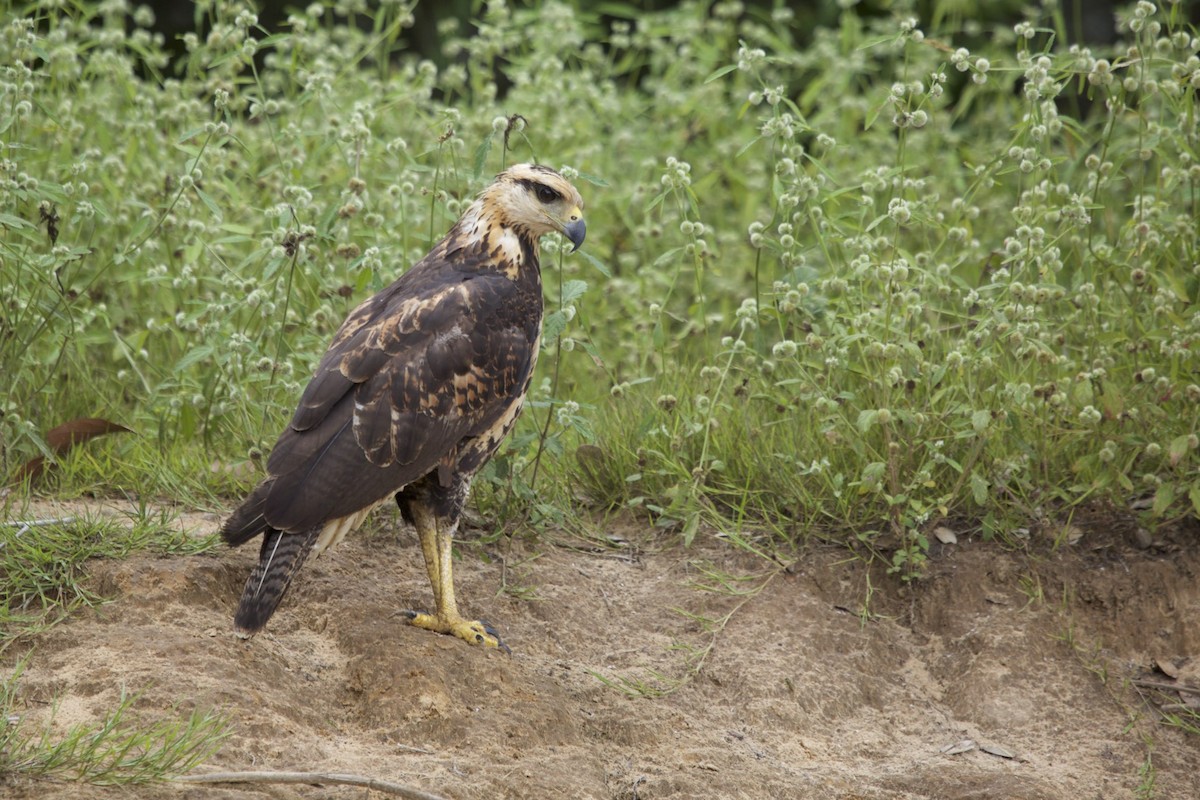 Savanna Hawk - ML621367133