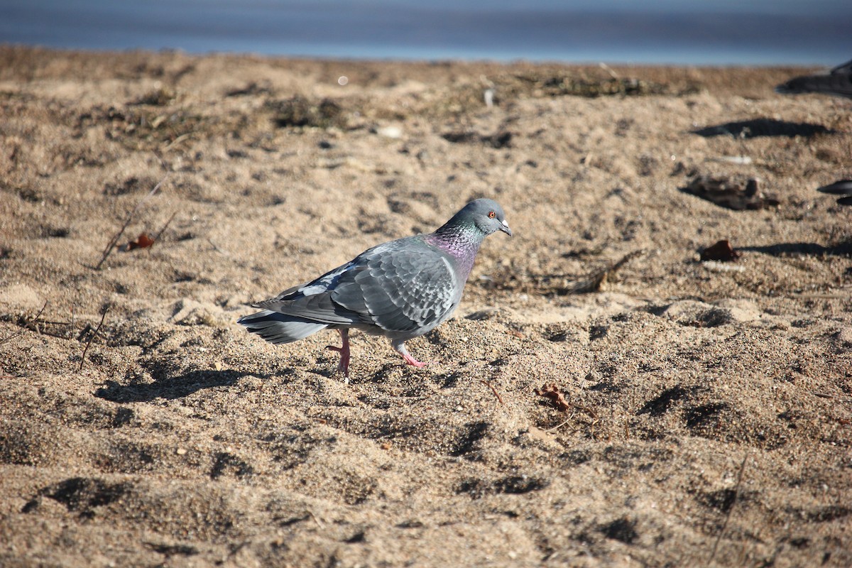 Rock Pigeon (Feral Pigeon) - ML621367150
