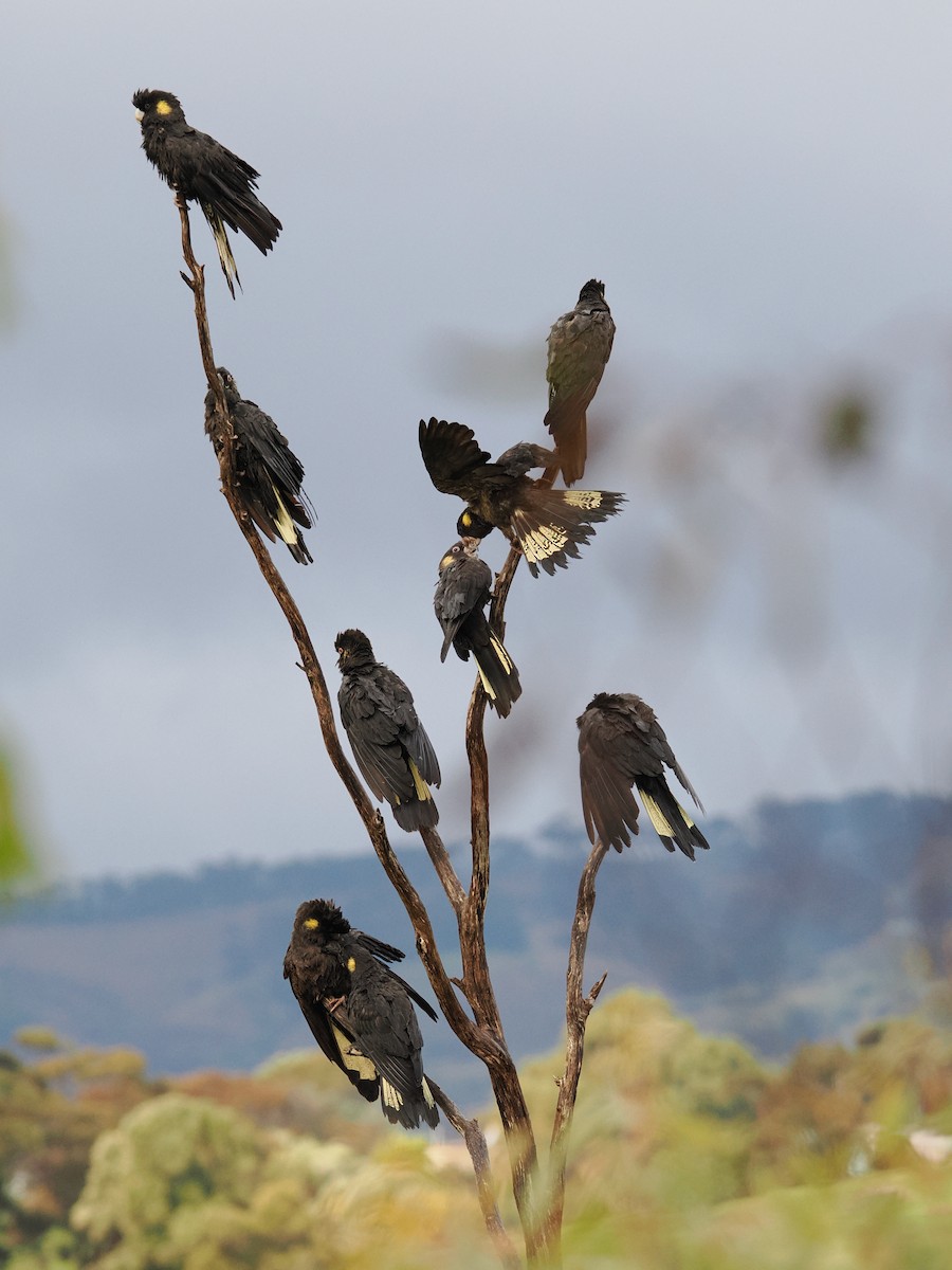 Yellow-tailed Black-Cockatoo - ML621367158