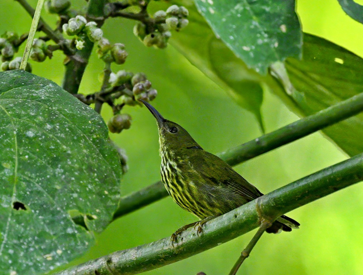 Purple-naped Spiderhunter - ML621367249