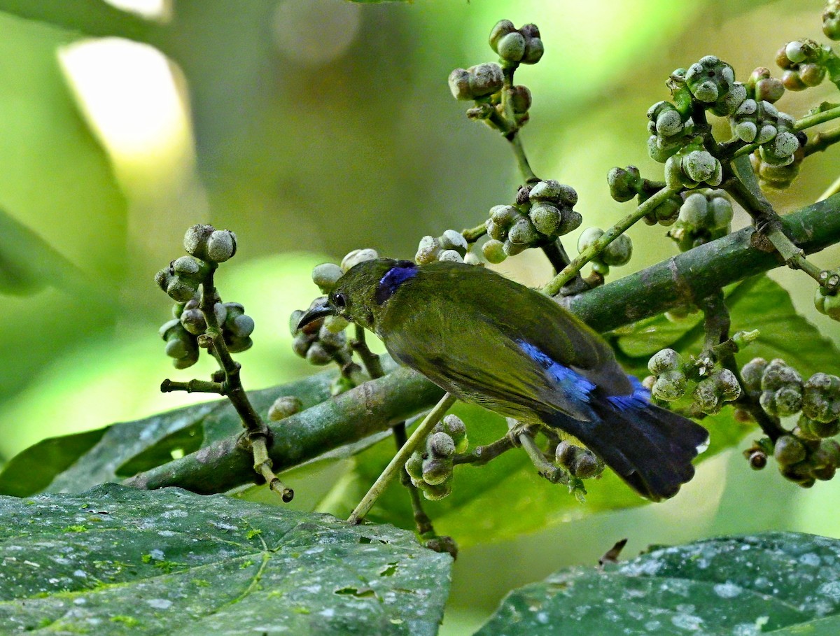 Purple-naped Spiderhunter - Amar-Singh HSS