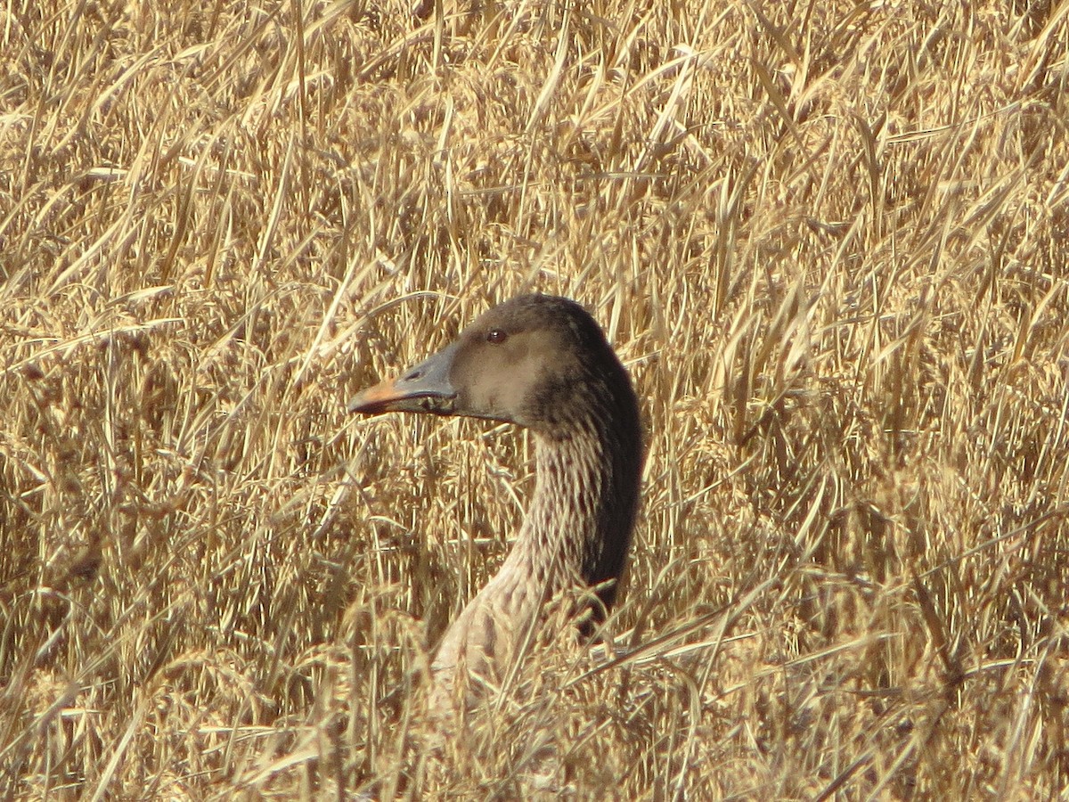 Taiga Bean-Goose - ML621367254