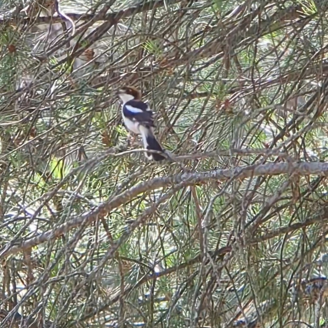 Woodchat Shrike - ML621367286