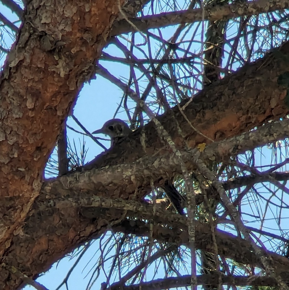 Mistle Thrush - ML621367288