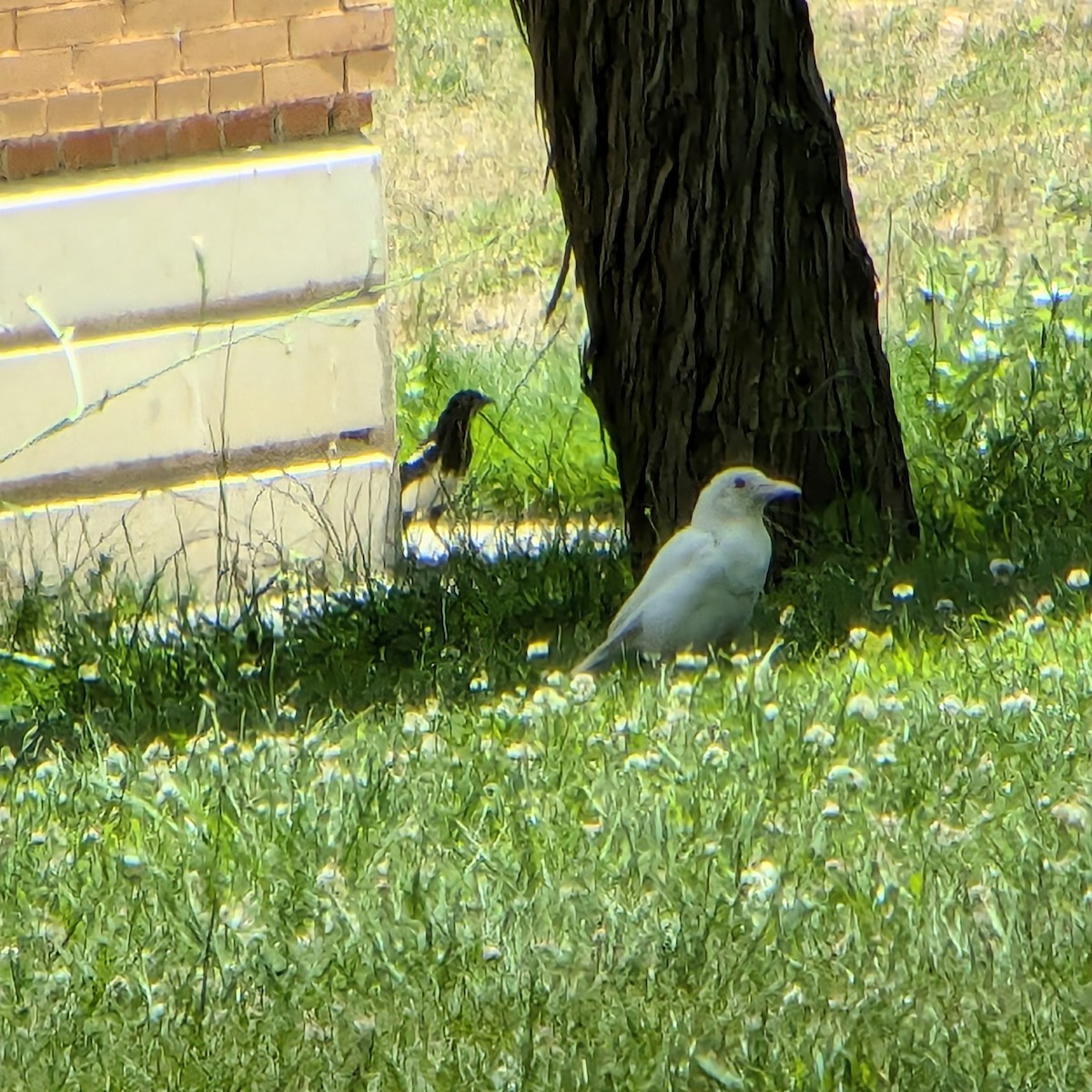 Eurasian Magpie - ML621367295