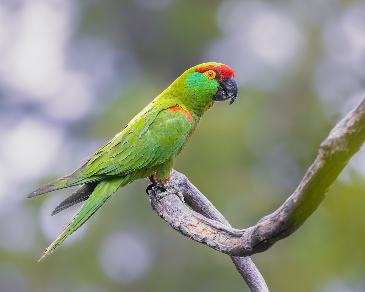 Thick-billed Parrot - ML621367302