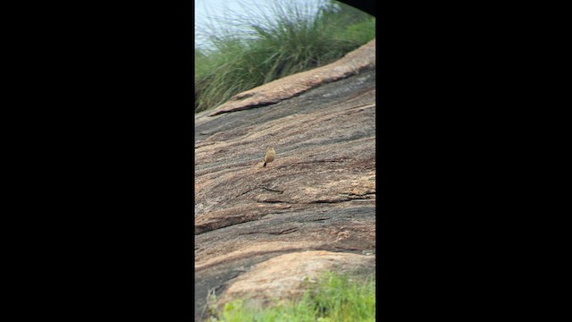 Long-billed Pipit - ML621367331