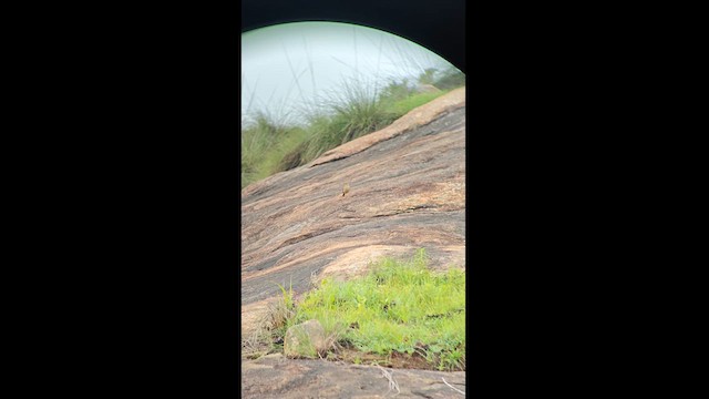 Long-billed Pipit - ML621367332